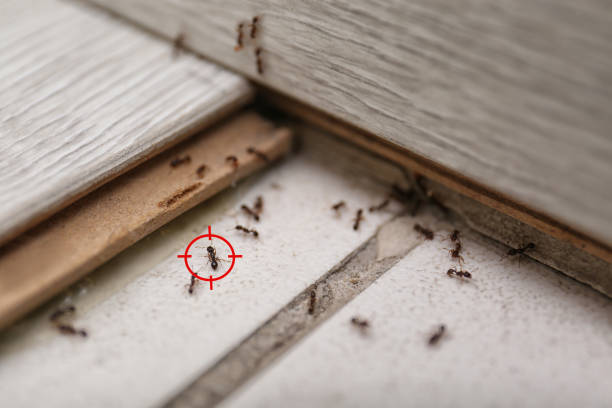 Best Pest Prevention Services  in Charlotte Harbor, FL