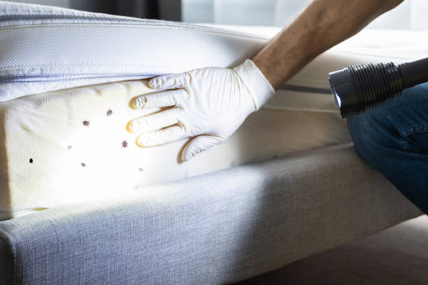 Best Emergency Pest Control  in Charlotte Harbor, FL