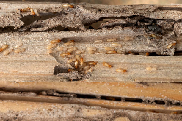 Best Pest Control Near Me  in Charlotte Harbor, FL