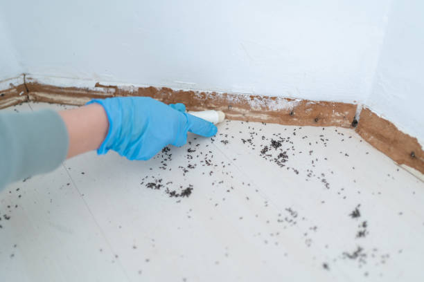 Best Pest Removal Services  in Charlotte Harbor, FL